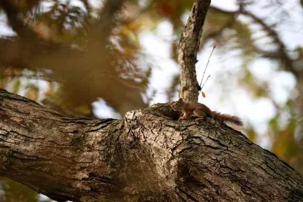 Red Squirrel thumbnail