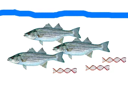 Fish leave bits of DNA behind that researchers can collect.