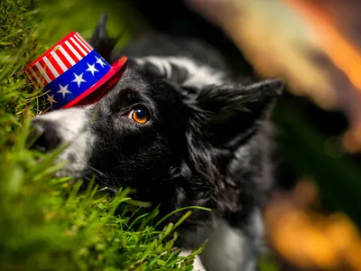 This Border Collie doesn't look thrilled to be participating in firework festivities.