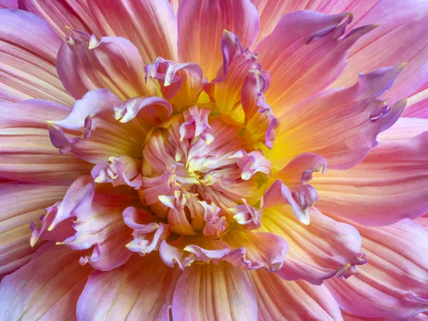 Dahlia, Omega Variety thumbnail