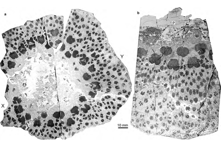 A cross-section of the fossilised cladoxylopsid found in Xinjiang, China. 