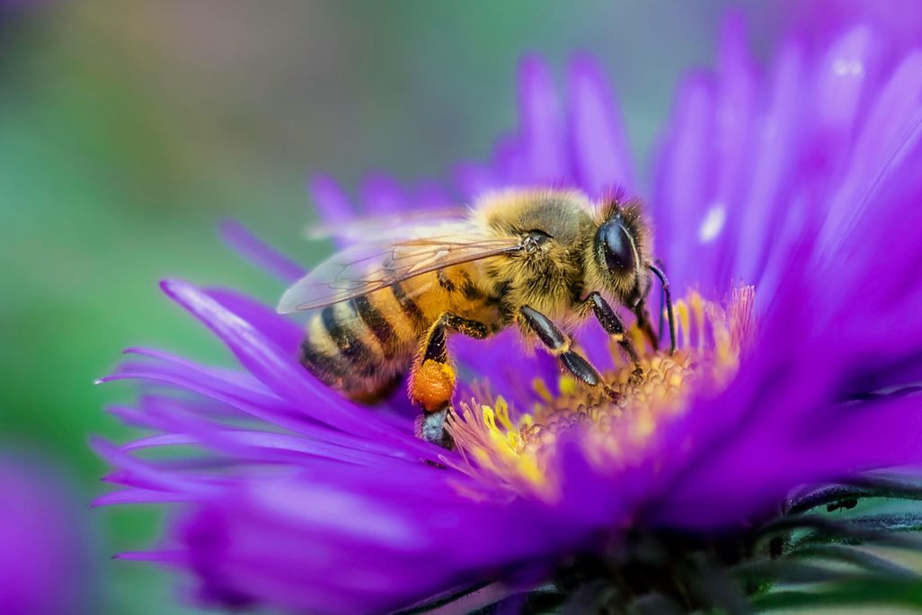 A bee collecting pollen from the center of a purple flower