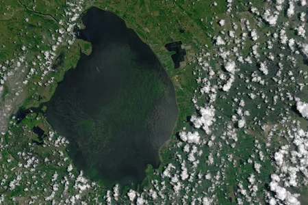 This image, taken in 2016 by NASA's Operational Land Imager (OLI) on the Landsat 8 satellite, shows an algal bloom covering 33 square miles, or about 4 percent, of Lake Okeechobee. This year's bloom is significantly bigger, covering 90 percent of the lake.