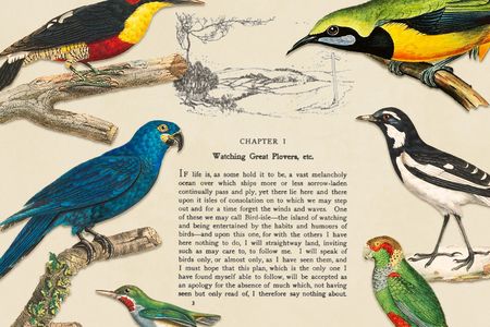 Ornithologist Edmund Selous made empathy for birds respectable and, in doing so, changed the world. Bird-watching became a popular pastime, eventually making birding scientific and playing a pivotal role in the animals&rsquo; conservation.