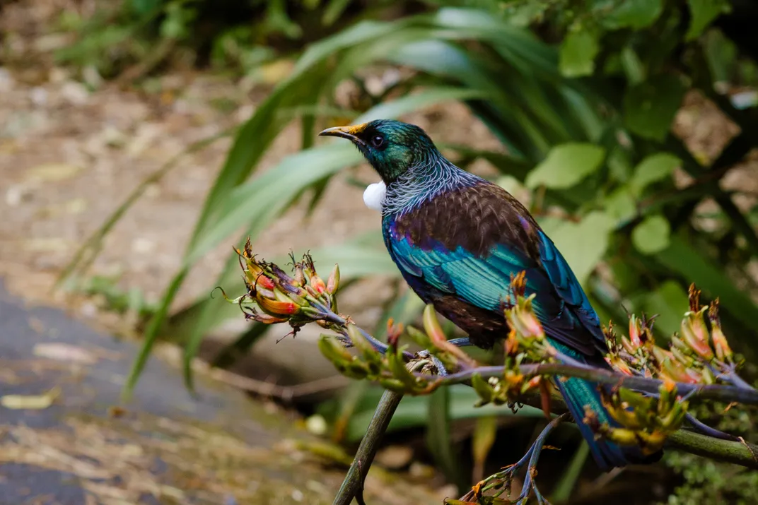 The beautiful New Zealand Tui