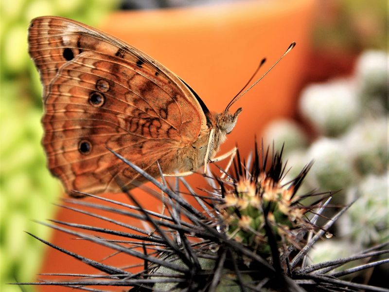 Mariposa | Smithsonian Photo Contest | Smithsonian Magazine
