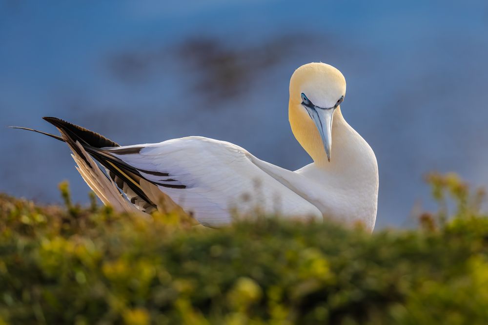 A beautiful Northern Gannet hatching an egg on the island of Helgoland in the North Sea.