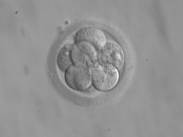 Embryo