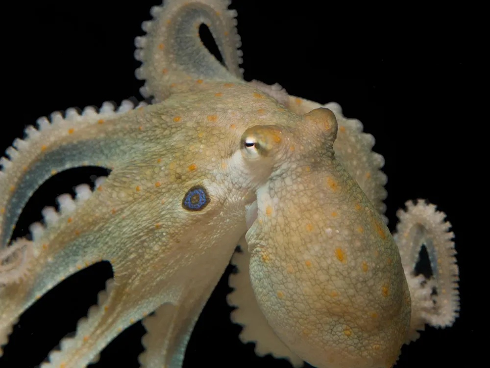 Rolling Octopus
