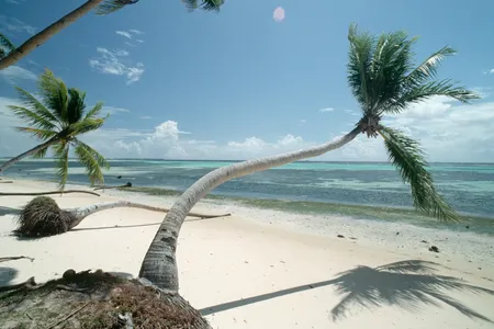 Windswept trees seem to loom over a beach on the remote island of Tarawa in Kiribati. Scientists have found that coral reefs near Tarawa record changes in Pacific trade winds.
