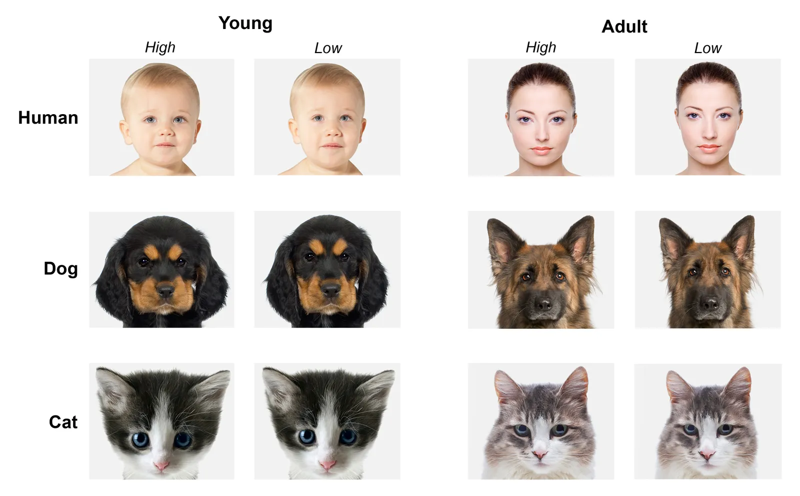 how do cats see humans vs dogs