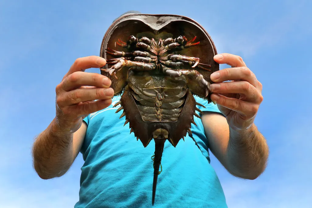 Horseshoe crab