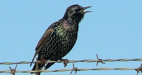 There are 200 million European starlings in North America