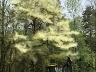 Watch This Pine Tree Unleash a Huge, Fluffy Pollen Cloud  image