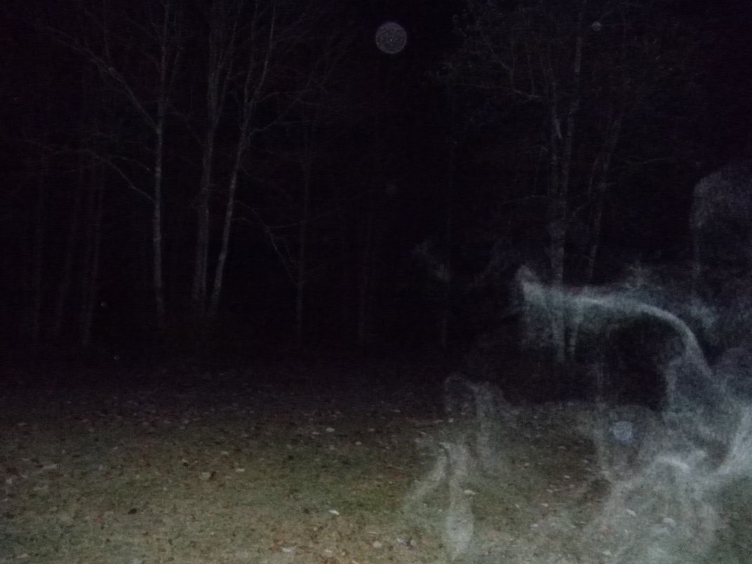 Paranormal image taken on the side of my home. | Smithsonian Photo ...