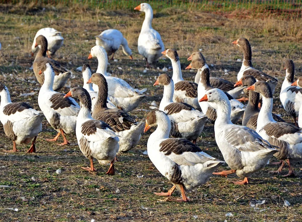 flock of white and brown geese on grassy field