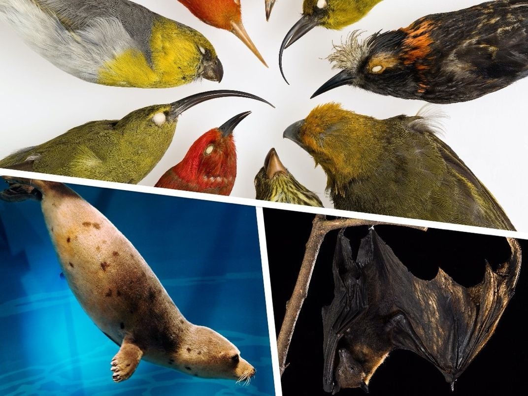 Collage showing stuffed birds, a bat and a seal