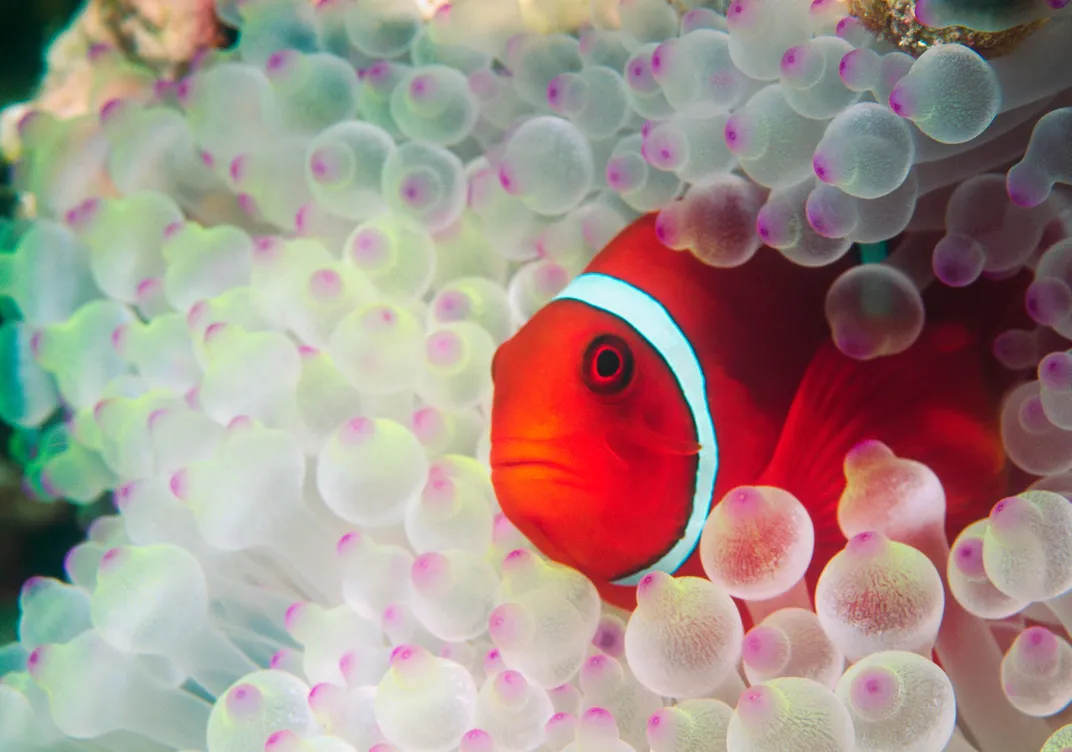 Clown fish amid the anemone, the Great Barrier Reef