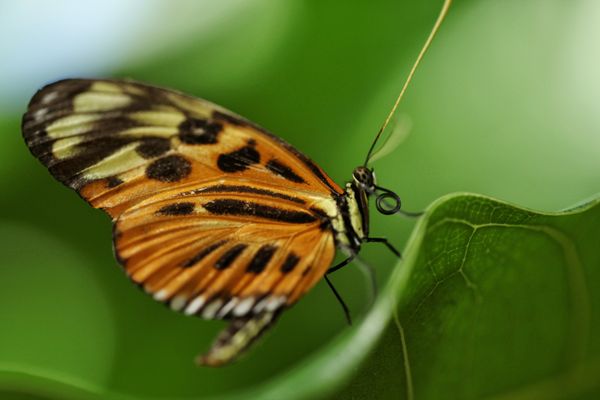 Butterly Beauty thumbnail