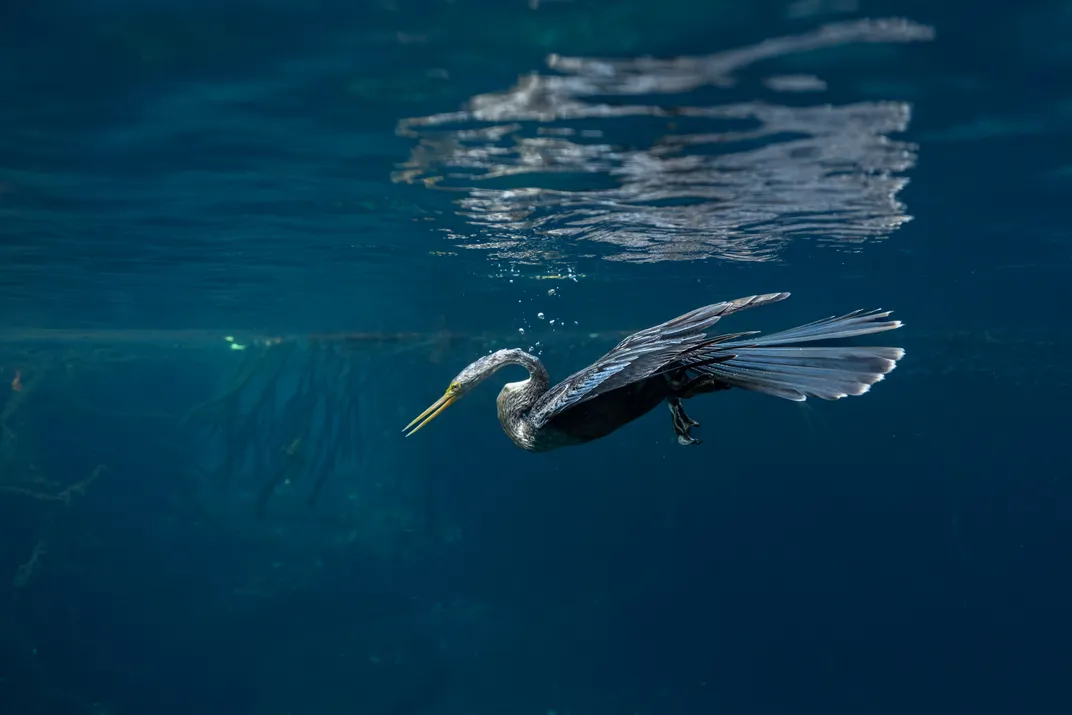 taken from underwater, a large, long-necked bird submerges