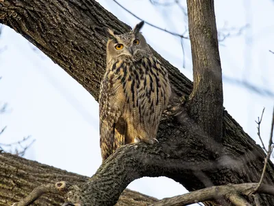 Flaco, a Eurasian eagle-owl, sits in a tree in Central Park. The bird roosted and hunted in the park during the year following his escape, becoming popular with local birders, before his death on February 23.
