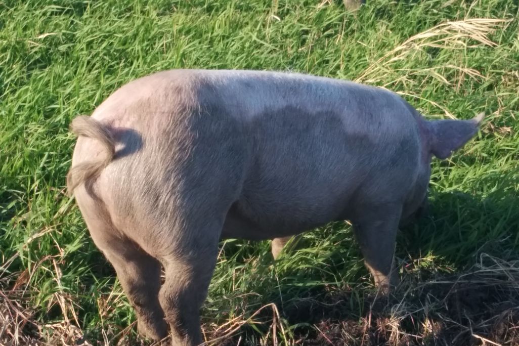 Pig butt