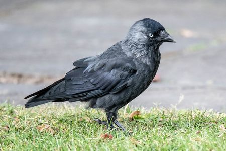 Jackdaws have distinctive calls that sound like&nbsp;&ldquo;tchaw, tchaw&rdquo; or &ldquo;tchack, tchack.&rdquo;