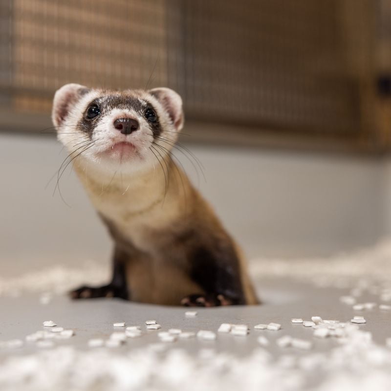 A black-footed ferret staring up and to the side