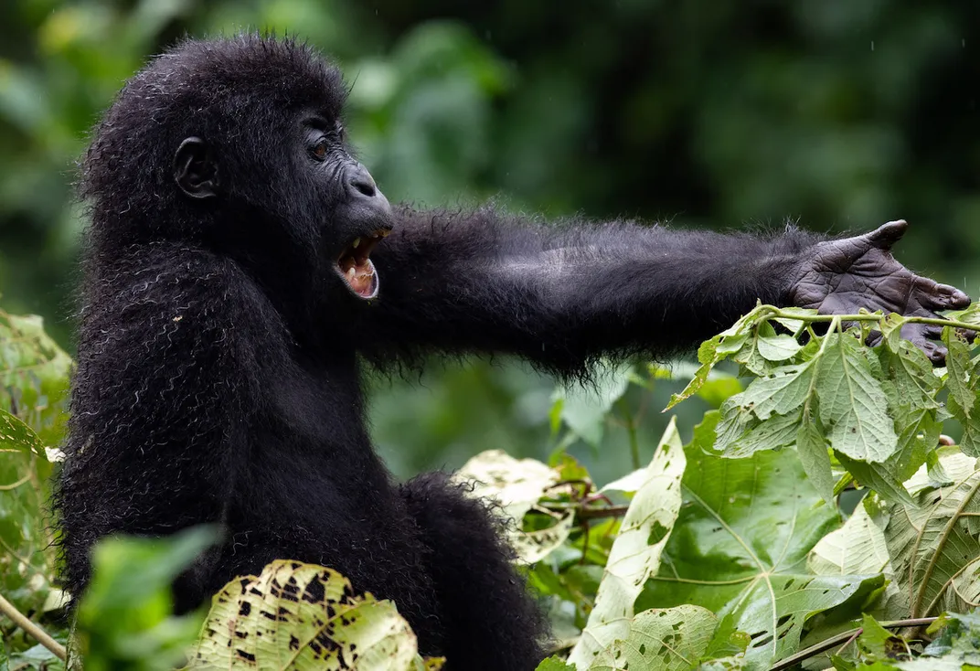 8 - A young gorilla extends its arm, possibly for a greeting—but shake its hand at your own risk.