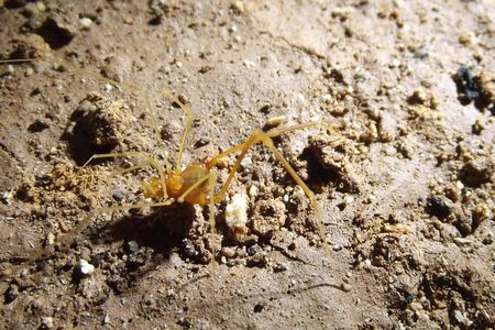 A male Iandumoema smeagol, foraging in its cave.