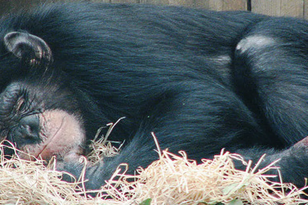 20120423092024smallchimp.jpg