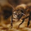 Diary of a Honey Bee.jpg