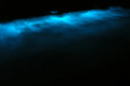 An example of the blue bioluminescence produced by microscopic organisms called dinoflagellates, which can chemically synthesize their own light