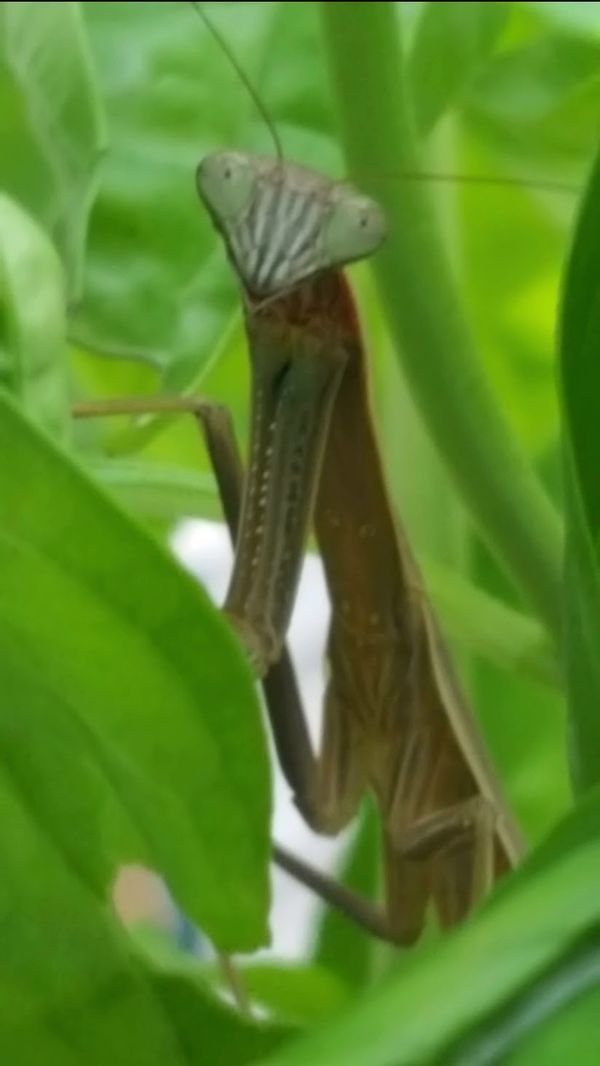 Happy Praying Mantis thumbnail