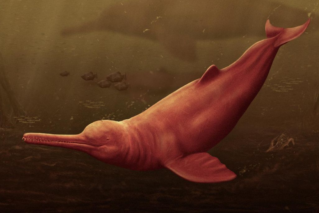 Drawing of pink dolphin