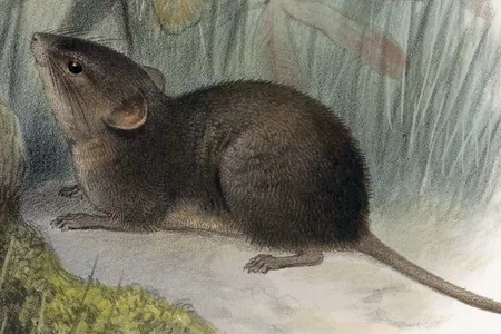 An illustration of an Alston&rsquo;s singing mouse from the 1882 publication&nbsp;Biologia Centrali-Americana: Mammalia