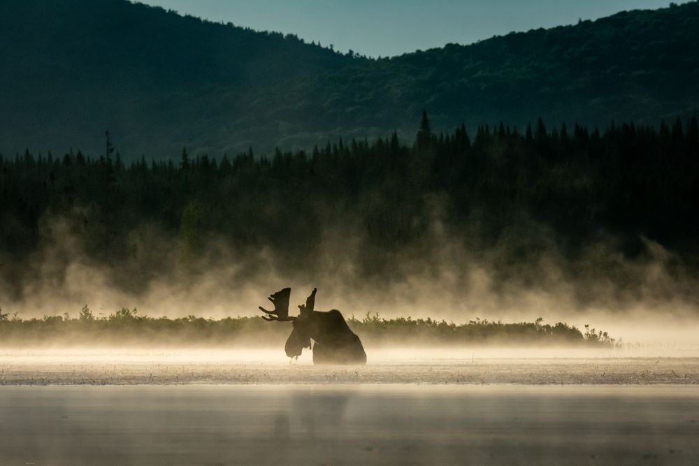 I had been kayaking before sunrise for many weekends in hopes of seeing moose. This particular morning we saw a female and then a bull came out in the fog as the sun was coming up. You are in such awe being on the water with the moose.