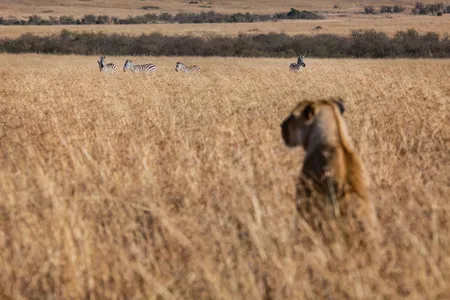 In her second book, The Sexes Throughout Nature, Blackwell argued that while male lions are physically larger and stronger, female lions were “more complex in structure and in functions” through their ability to reproduce and feed their young.