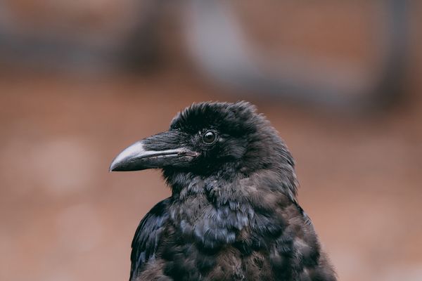 Molting Raven thumbnail