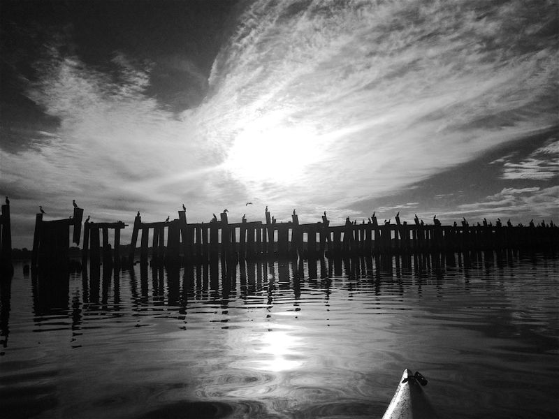 Cormorants on old abandoned wooden bridge on Lake 