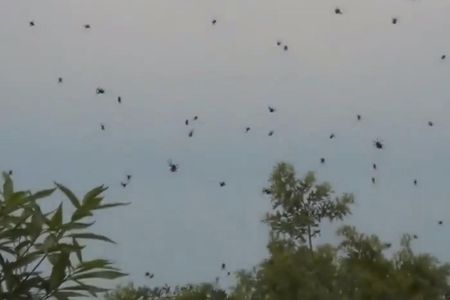 Footage from Brazil's "spider rain."