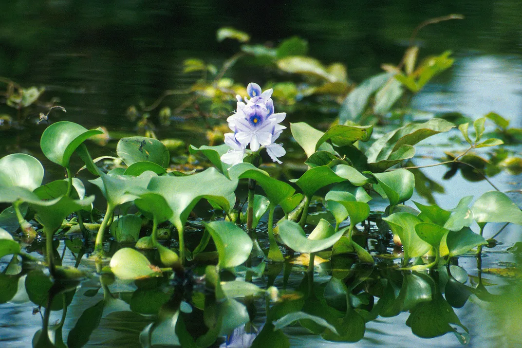 Water hyacinth plant in the water