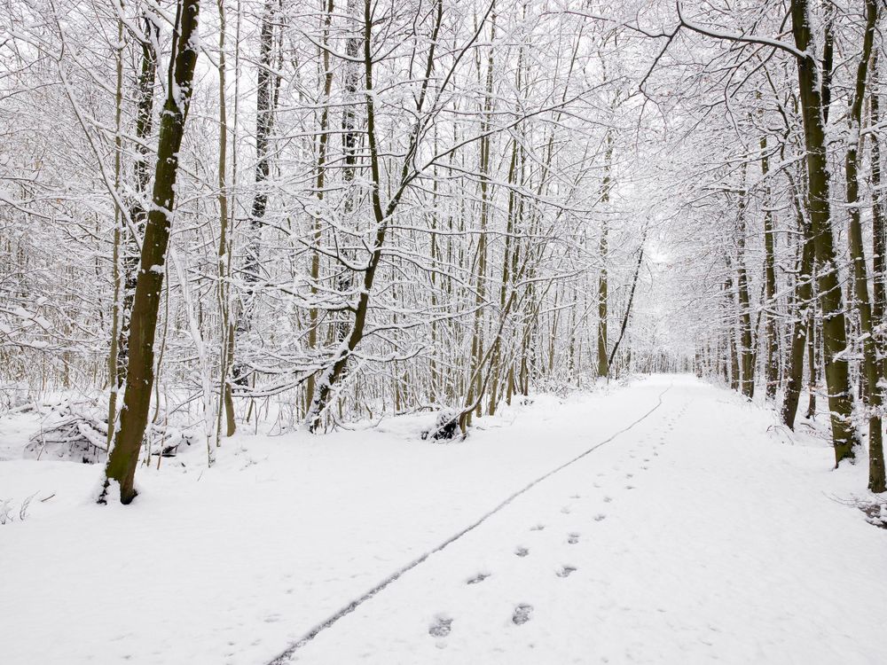 Snowy Woods