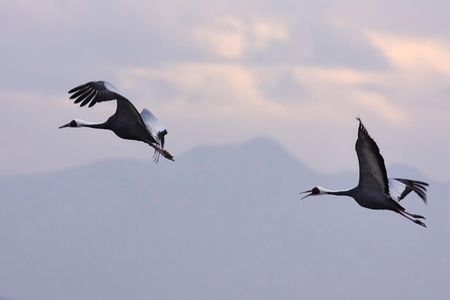 White-naped cranes flying above the DMZ.