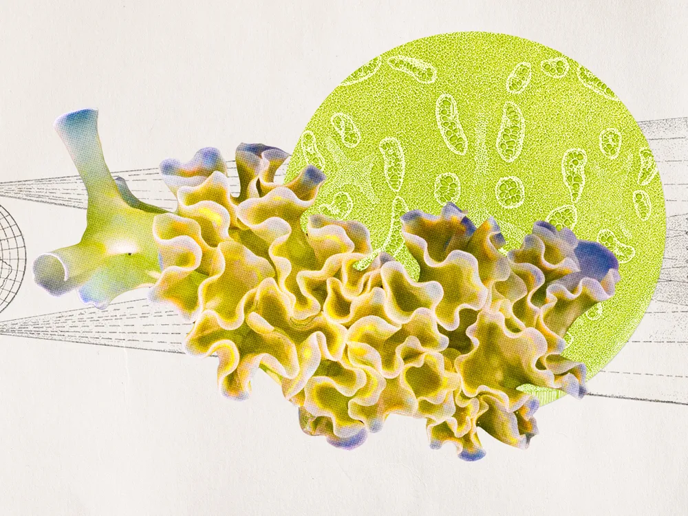 a cutout of a lettuce sea slug atop a microscope image of chloroplasts and a sketch of the earth and sun