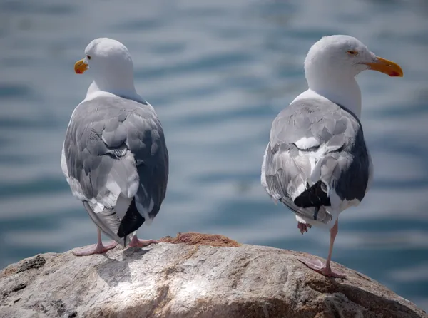 two seagulls perched on a rock in front of the ocean thumbnail