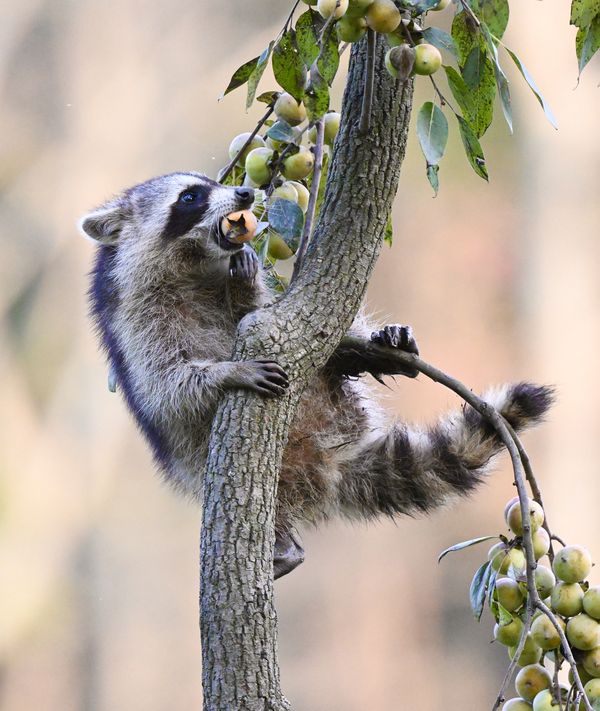 Raccoon eating persimmons thumbnail