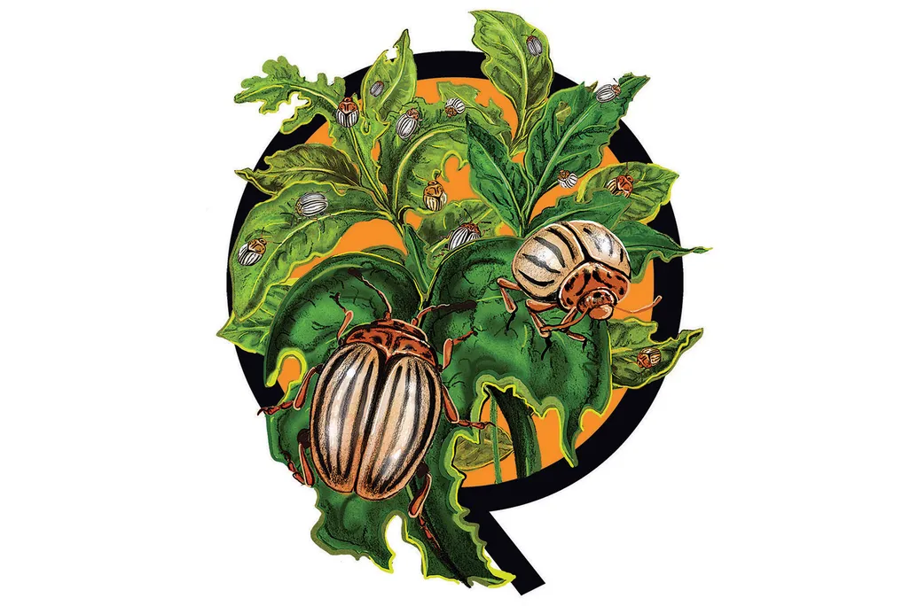 Illustration of North American invasive species