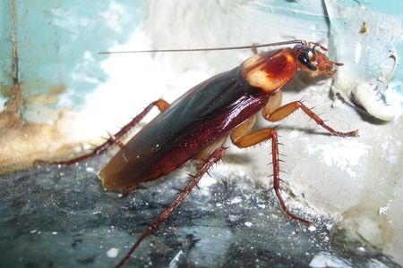 Periplaneta Americana