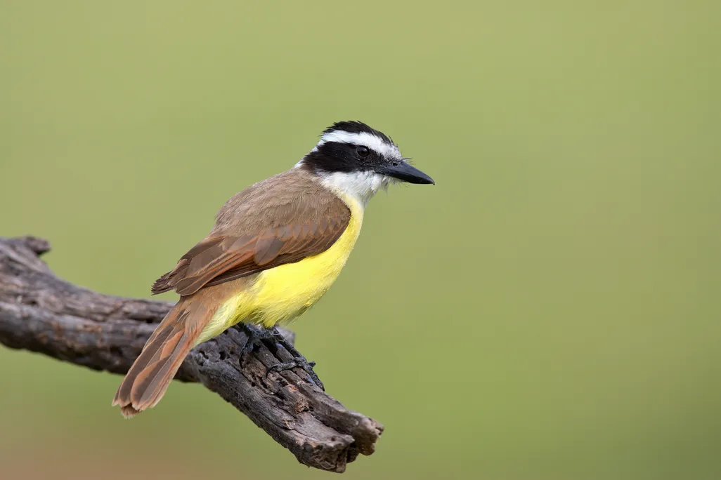 Bird with yellow feathers on belly